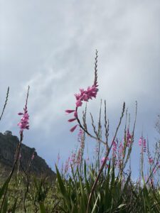 flowers outside of Capetown, Africa