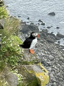 wildlife at Iceland