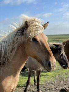 Icelandic horses