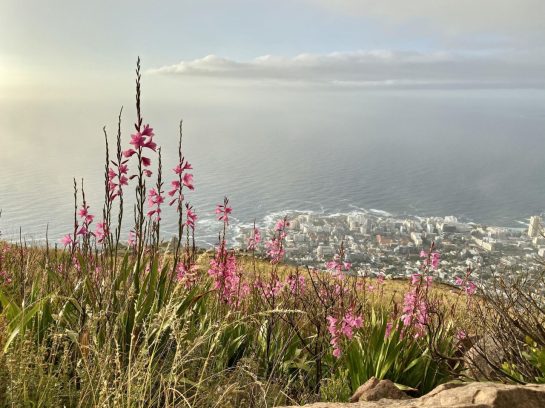 flowering field outside of capetown