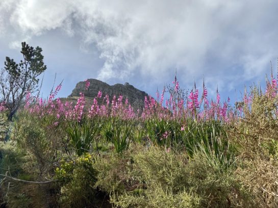 fields outside of capetown
