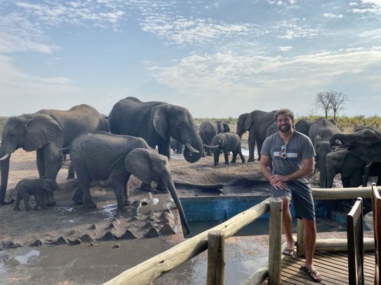 dabl and elephants