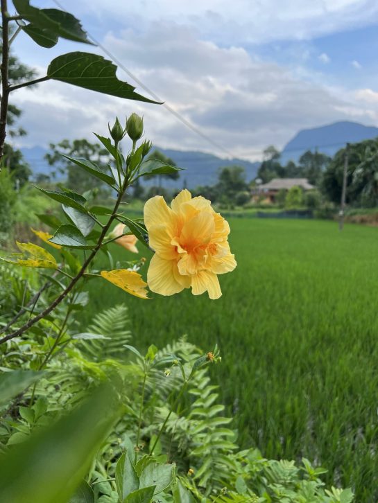 Yellow flower in Vietnam