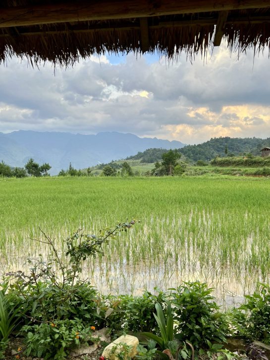 Rice Paddies from the Porch in Vietnam