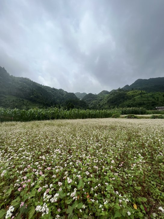 Flower field in Vietnam