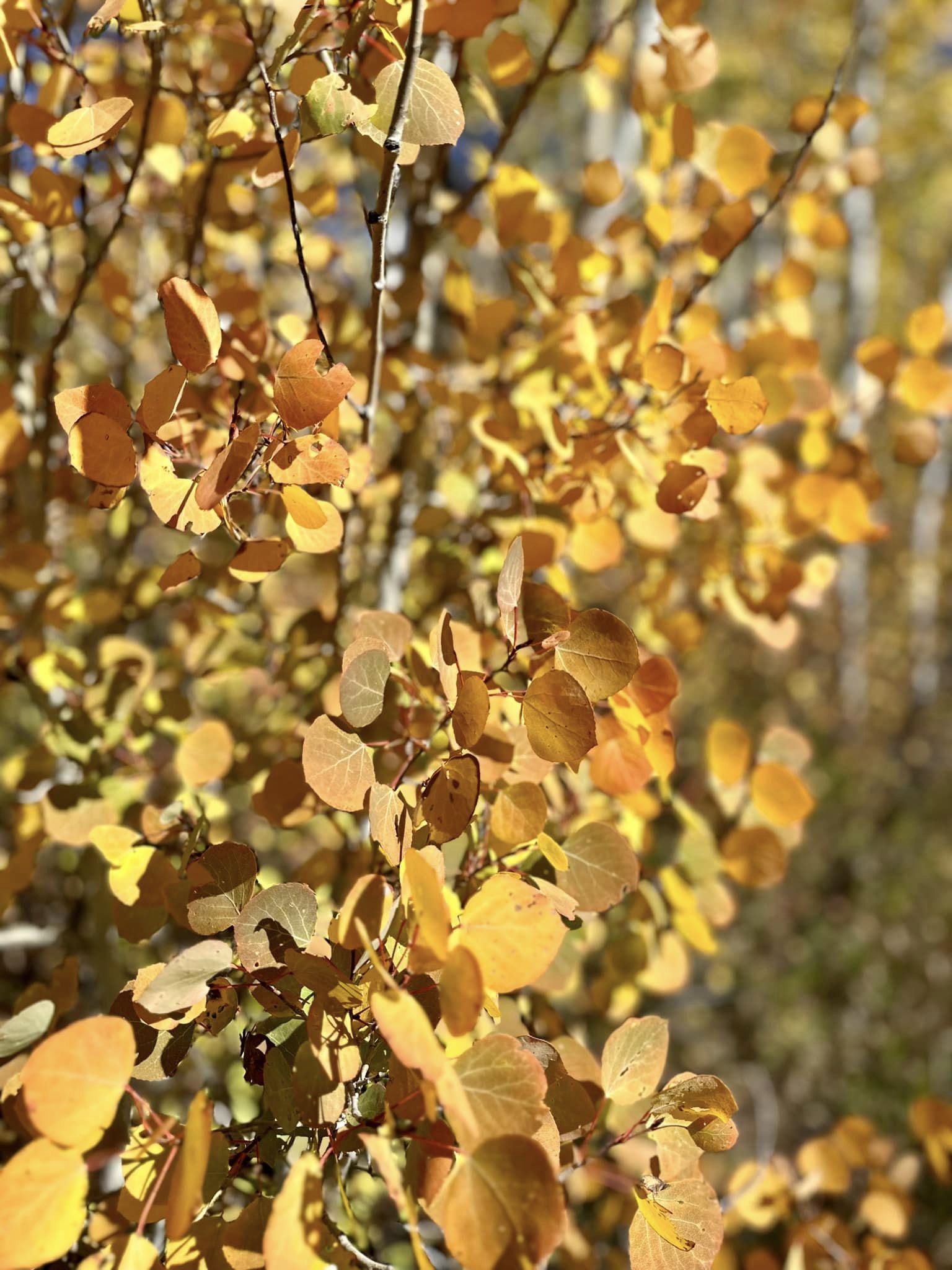 aspen leaves