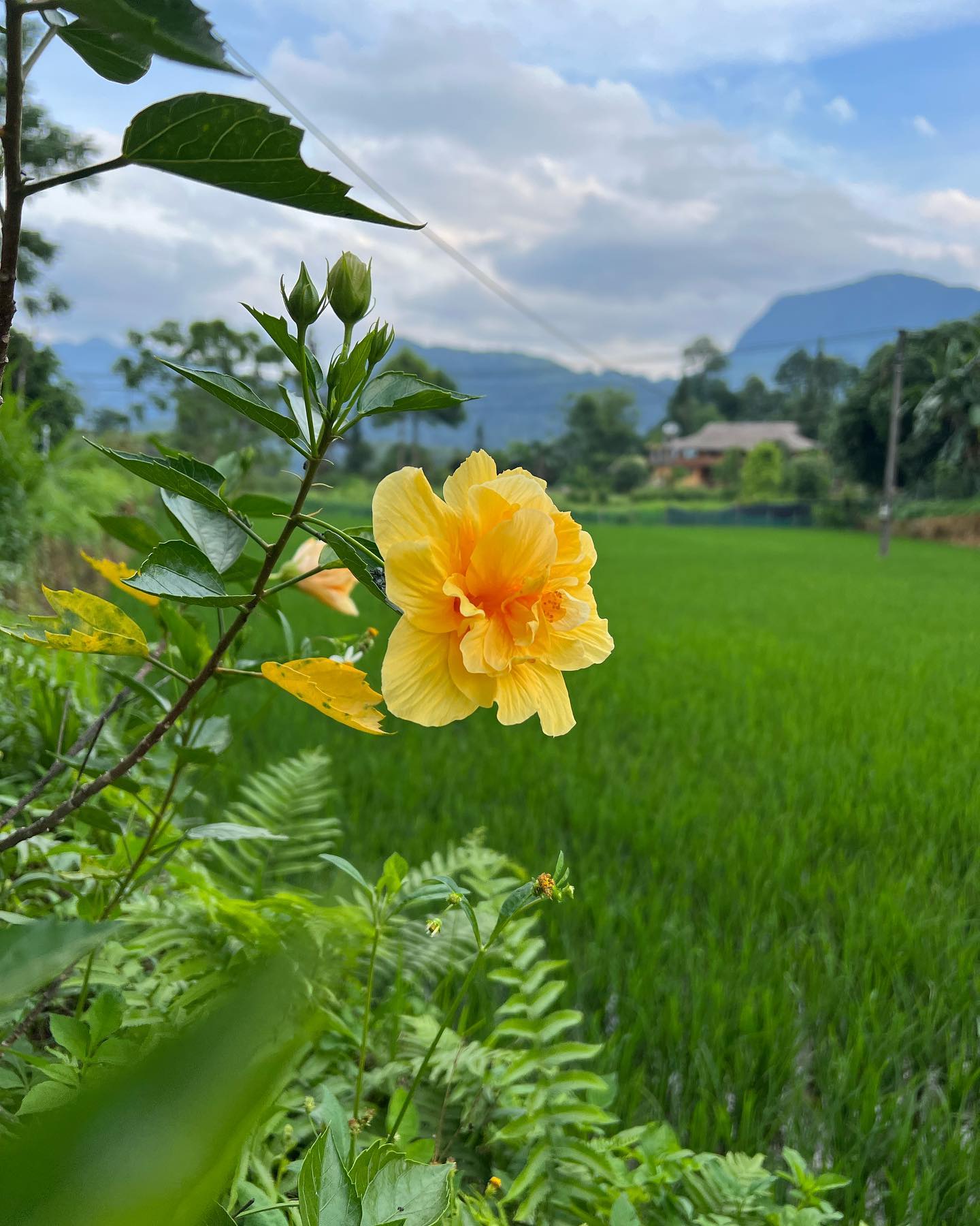 yellow flower